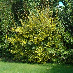 Elaeagnus limelight